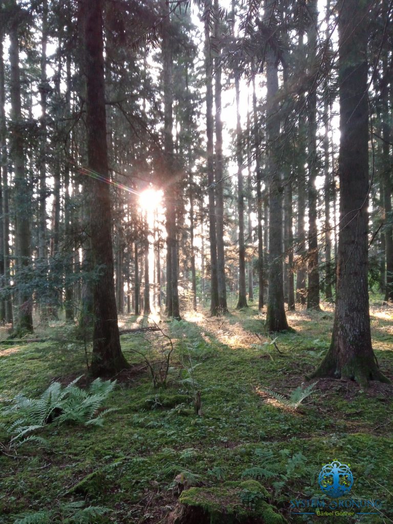 Waldmeditation - Waldbaden - Tengen